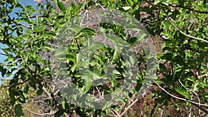 SAMBUCUS CAERULEA LEAF - TOPANGA SP - 021721 V