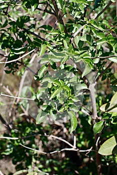 SAMBUCUS CAERULEA LEAF - TOPANGA SP - 021721 C photo