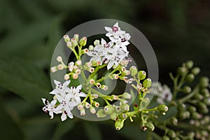 Sambucus Ebulus Flower