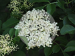 Sambucus - elder, elderberry, black elder, European elder, European elderberry in full bloom.