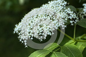 Sambucus elder or elderberry in May.
