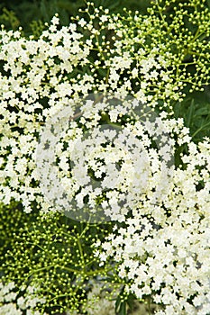 Sambucus nigra; (Black Elder)