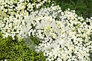 Sambucus nigra; (Black Elder)