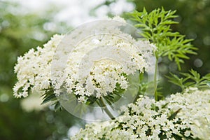 Sambucus nigra; (Black Elder)