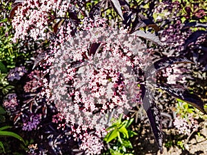 Sambucus Nigra - Black Elder