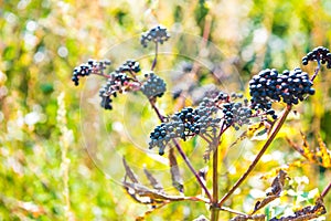 Sambucus nigra or black Elderberry