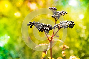 Sambucus nigra or black Elderberry