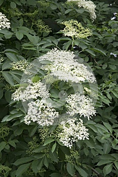 Sambucus nigra in bloom, lots of small white flower