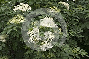 Sambucus nigra in bloom, lots of small white flower