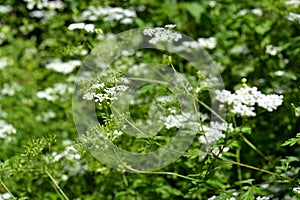 Sambucus nigra - bourtree