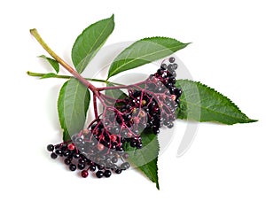 Sambucus nigra.