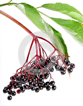 Sambucus nigra - Elder photo