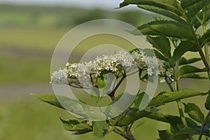 Sambucus nigra, elder or elderberry