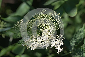 Sambucus nigra, elder white flowers closeup selective focus