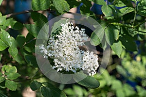 Sambucus nigra, elder white flowers closeup selective focus