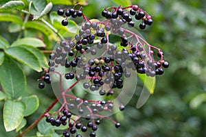 Sambucus nigra, elderberry, black elder berries on twig closeup