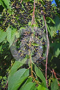 Sambucus nigra, elderberry, black ripe elder berries on twig closeup. Bush of black elderberry with fruits