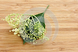 Sambucus nigra, elderberry dried on wood