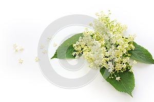 Sambucus nigra, elderberry flower with leaves