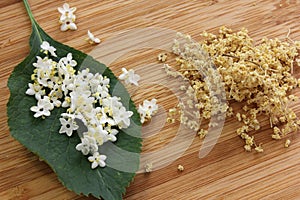 Sambucus nigra, elderberry flower on wood