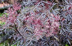 Sambucus nigra `Eva` is blooming with its black and purple leaves and creamy pink flowers