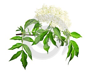 Sambucus nigra Flowering shrub isolated on a white background. Common names include elder, elderberry, black elder, European elder photo