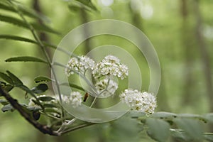 Sambucus nigra blooming
