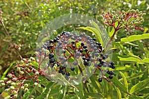 Sambucus nigra fruits close up photo