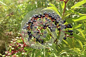 Sambucus nigra fruits photo
