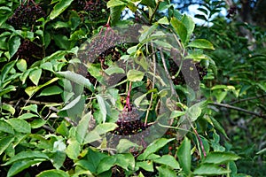 Sambucus nigra with fruits grows in September. Berlin, German photo