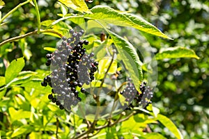 Sambucus nigra is a poisonous plant that can also be used medicinally