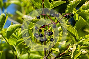 Sambucus nigra is a poisonous plant that can also be used medicinally