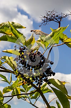 Sambucus nigra is a poisonous plant that can also be used medicinally