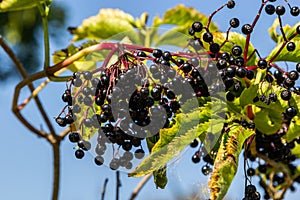 Sambucus nigra is a poisonous plant that can also be used medicinally