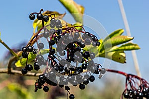 Sambucus nigra is a poisonous plant that can also be used medicinally