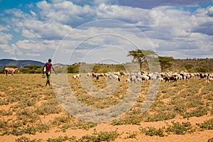 Samburu herder moves his flock from the river to the grass lands in Kenya