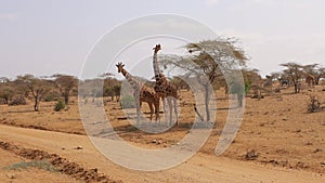 Samburu Reserve Two African Giraffes RUB Against Each Other With Their Necks