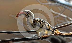 Same bird sitting on the stem