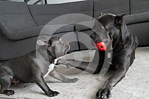 Same color dogs different breeds play with ball in appartment