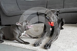 Same color dogs different breeds play with ball in appartment