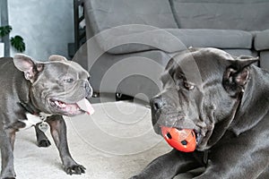 Same color dogs different breeds play with ball in appartment
