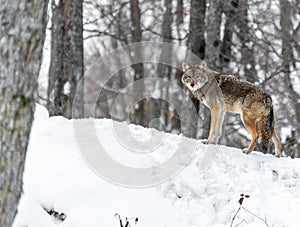 Same Day Different View: Coyote Playing King-of-the-Hill.