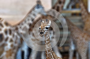 Same giraffe calf and blurred giraffes in backdrop