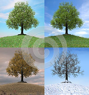 Tree changing over the duration of four seasons photo