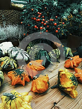 Samhain pumkins Halloween holiday vegetables