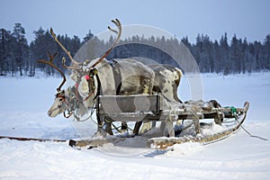 Sami reindeer sled on a snow-covered field