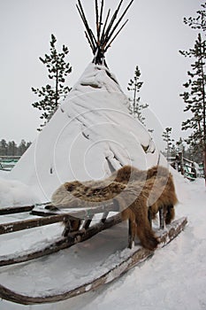 Sami tent, sledges and bearskin