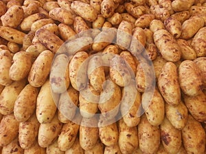 Samless patato photo