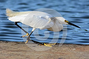 Samll egret fishing near the water