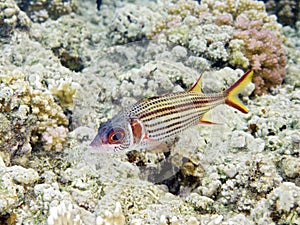 Sammara Squirrelfish photo